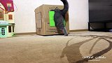 盒子真是所有猫咪的执念,钻不进去也要钻