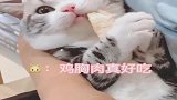 这只猫咪钟爱主人温暖的怀抱，吃个零食也能戏瘾发作！