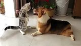 猫咪看狗狗对它呲牙很不爽，站起来跟狗狗对峙，这架势很社会