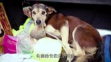 濒死的狗狗做梦也没想到会被救，流着眼泪感谢好心人，太感人了！