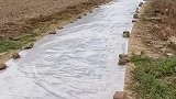 爸妈在门前土路铺百米塑料布，为防下雨地湿弄脏出嫁女儿衣服