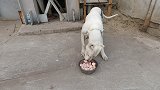 “最强斗犬”杜高顿顿不离肉，5斤鸡头瞬间秒完，这是要逆天！