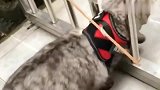 猫猫总是往外跑怎么办猫：我不出去了可以了吧