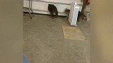 小黑猫太调皮了，直接钻进灯罩里，玩的不亦乐乎！