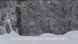 麋鹿见到雪太开心了，竟然把自己鹿角蹦掉了，站在原地一脸懵逼！
