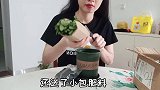 我的日常：种植一盆薄荷，再煮个晚餐三菜一汤