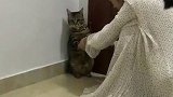 猫：好大个人，就这样以大欺小......喵 全村最馋的女子