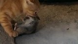 猫好不容易抓了一只老鼠，千万不能让它跑了！