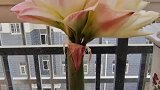 女子怕花影响旁边球生长，狠下心把花给剪了