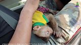 小猴子被锁在笼子里，看见同类可以这么自由，小猴子哭得撕心裂肺