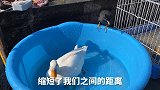 我和我的小家伙们祝所有粉丝朋友新年快乐，牛气冲天