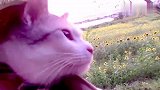 小猫咪收拾的还挺洋气，出来还戴个小帽子，主人可真是宠它呢！