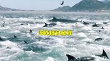 壮观！数百只海豚追逐围捕鱼群形成白色漩涡 巨大座头鲸加入抢食