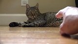 当把“魔爪”伸向猫咪时，猫咪的反应太逗了