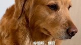 主人说泰迪在隔壁偷吃，说金毛坏话，金毛趴在墙上，小心翼翼偷听