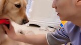 想养金毛之前，先看了这个视频，看完后如果还想养那就是真爱