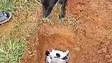 五只狗宝宝相继去世，狗妈妈看着主人将它们埋葬