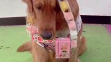 萌宠头号玩家  天猫祝所有的小朋友六一节日快乐也祝我们小十生日快乐