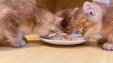 猫生大事，吃喝二字