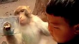 小朋友是懂耍猴的，猴子：不是哥们你干啥呢？