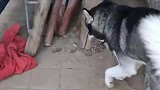 你是真不嫌扎嘴啊