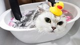 给呆比猫洗澡，逃跑不说还生气咬人！观众：反了？