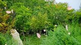 往事如歌浅唱，回忆如酒浅尝。怀念，是一种相会的形式。