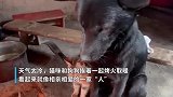狗狗和猫咪一起烤火取暖，画面温馨好似相亲相爱一家“人”