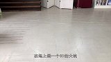 在地上画3D坑洞想骗猫，却被喵喵秒识破，心疼铲屎官1秒钟