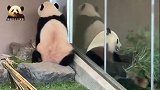 熊猫彩浜经过18秒的深思熟虑，决定当吃货，胖乎乎的背影萌翻了