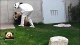 傲娇的熊猫宝宝不给奶妈面子：想让我吃东西？你求我呀！