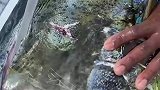 这条刚上钩的公鯕鳅，体型着实有点大，值得费一番工夫来处理