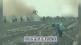 收获机农田工作时，上百村民不顾劝说哄捡遗留花生，田主损失上万元