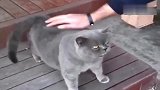 这肥猫真逗，只要有人摸它背，就像青蛙一样叫个不停!
