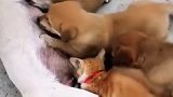 猫：饿了几天，终于可以蹭两口了！