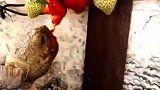 第一次看到乌龟吃草莓，搞笑动物视频！