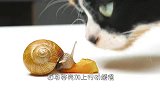 真正的以柔克刚，男子将蜗牛放在“刀片”上爬行，结果被打脸！