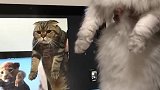 猫：铲屎的你玩够了没有，我又不是小老虎！