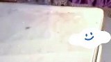 狗子开始渡劫了，狗狗的眼神亮了