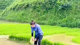 田间地头辛苦也开心，苗妹举秧过头实力再现