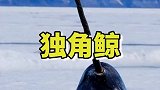 海洋中的独角兽，以前都没听说过