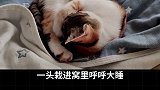 猫咖打工 如果将你的猫送去猫咖打工。会发生什么？