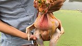 农村小伙偷了奶奶的母鸡，还说要用它做诱饵，去野塘钓鲶鱼！