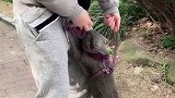 分享一个怂闹给大家看哈哈哈