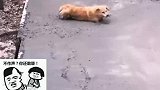 狗子陷入未干的水泥里，施工大哥好心救助，狗子却执迷不悟！