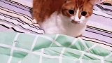 女主人用喵星语训斥小猫咪