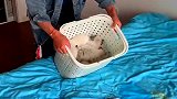 哇塞，这一筐小猫咪，也太萌了吧