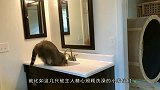 熊猫宝宝不想洗澡，熊猫妈妈才不管那么多，直接叼着丢进水池里