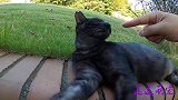 遇到一只心情不好的野猫，抚摸它时被咬，记住野猫不要随便摸