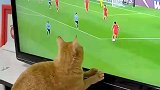 猫咪沉浸式观看世界杯，在电视屏幕前追着球同步移动